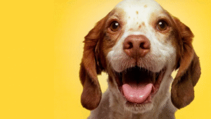 Así harás feliz a tu perro